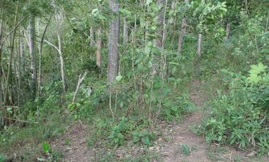 VENTA PARCELA 3.5 HECTAREAS K9 VIA A PAMPLONA VEREDA SANTA BARBARA