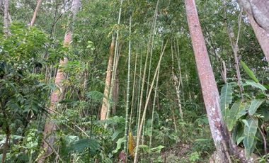 VENTA PARCELA 3.5 HECTAREAS K9 VIA A PAMPLONA VEREDA SANTA BARBARA