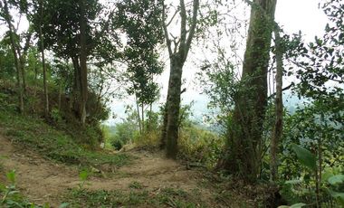 VENTA PARCELA 3.5 HECTAREAS K9 VIA A PAMPLONA VEREDA SANTA BARBARA