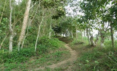 VENTA PARCELA 3.5 HECTAREAS K9 VIA A PAMPLONA VEREDA SANTA BARBARA