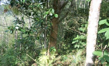 VENTA PARCELA 3.5 HECTAREAS K9 VIA A PAMPLONA VEREDA SANTA BARBARA