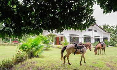 Income Generating! Lush and Relaxing Farm House for Sale in Batangas, Ideal for Vacation House, Resthouse, Ancestral House, Events place etc.