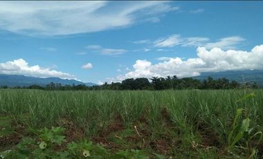 Titled, 1.8 Hectare Agricultural Property in Mailag, Valencia City.