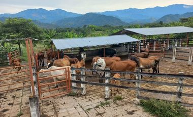VENTA FINCA VEREDA SANTA PAULA SAN MARTIN CESAR