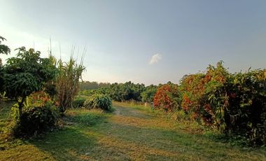 Land for sale, fruit orchard 14-2-15 rai, price 3.8 million baht, San Sai Subdistrict, Fang District, Chiang Mai