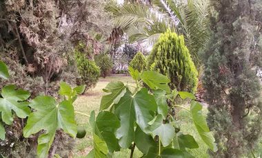 RENTO CASA EN EL VENADO,  CON GRAN TERRENO