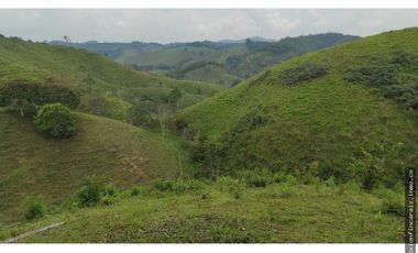 Venta Finca Ganadera Maceo Antioquia