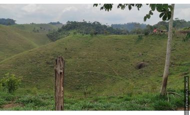 Venta Finca Ganadera Maceo Antioquia