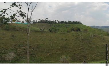 Venta Finca Ganadera Maceo Antioquia