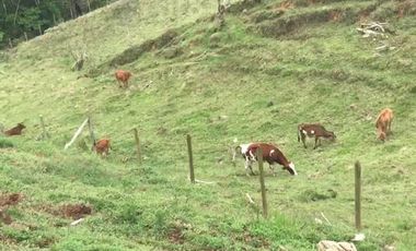 Finca en venta en Antioquia, Concepción