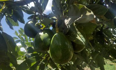 Vendo finca en la vereda Cimarronas, Marinilla Ant.