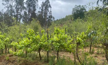 LO OROZCO – QUILPUE