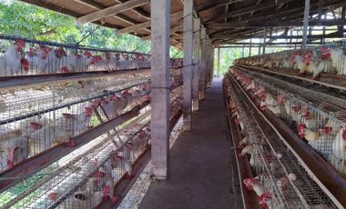Income-Generating Operational Poultry Farm in San Juan Batangas for sale