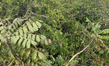 Venta de Rancho en Veracruz $24,850,000