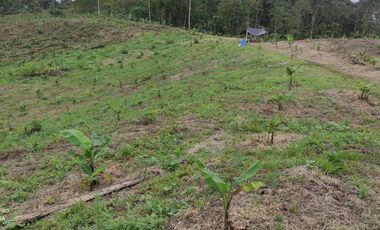 Finca con 10 hectáres de Abacá