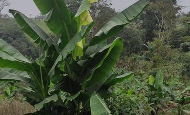 Finca con 10 hectáres de Abacá