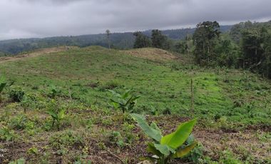 Finca con 10 hectáres de Abacá