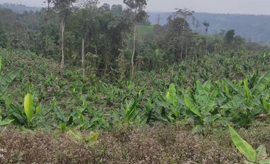 Finca con 10 hectáres de Abacá