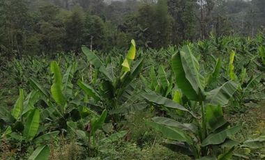 Finca con 10 hectáres de Abacá
