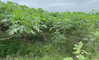 vendo finca para todo cultivo perfectamente tractorable