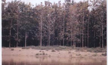 OPORTUNIDAD DE NEGOCIO ISLA EN VENTA  EN TABULE FINCA DE VENTA DE  289 HECTARIAS .. CON TECA Y PROYECTO TURISTICO