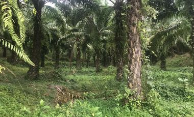 37 Rai of cheap palm plantation for sale in Takua Thung Phang Nga