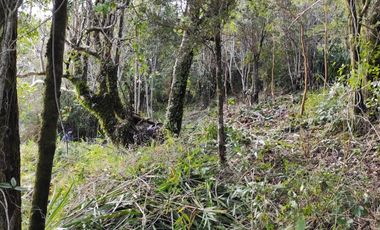 Se vende parcelas 6.000 m2 en el sector de Loncoyen, Valdivia
