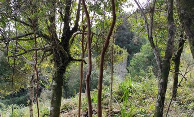 Se vende parcelas 6.000 m2 en el sector de Loncoyen, Valdivia