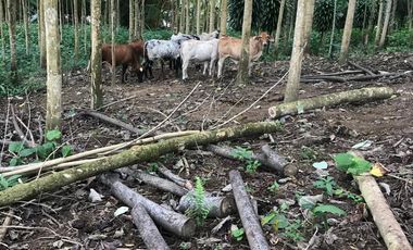Vendo Finca de 10 hectáreas en Puerto Quito.