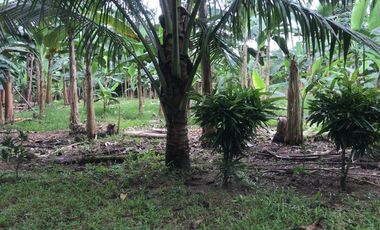 Vendo Finca de 10 hectáreas en Puerto Quito.