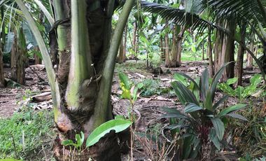 Vendo Finca de 10 hectáreas en Puerto Quito.