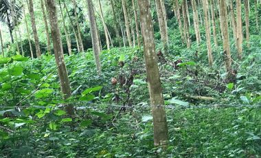Vendo Finca de 10 hectáreas en Puerto Quito.