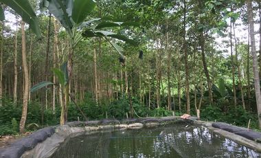 Vendo Finca de 10 hectáreas en Puerto Quito.