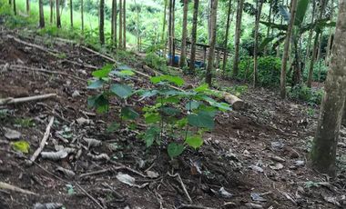 Vendo Finca de 10 hectáreas en Puerto Quito.