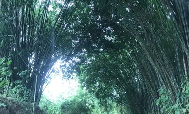 Vendo Finca de 10 hectáreas en Puerto Quito.