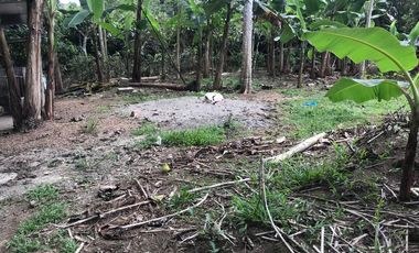 Vendo Finca de 10 hectáreas en Puerto Quito.