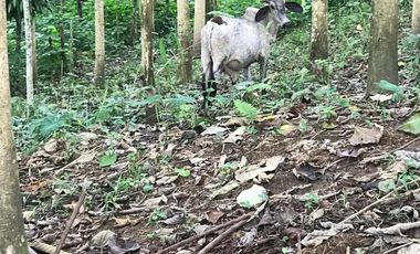 Vendo Finca de 10 hectáreas en Puerto Quito.