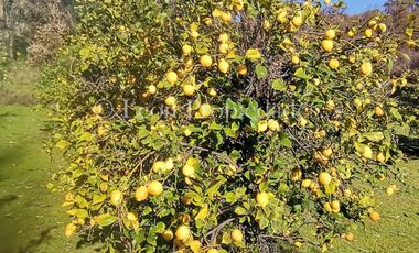 Se vende parcela de 8 ha. con cabaña y piscina en sector MIraflores, Curacaví.