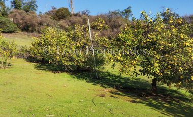 Se vende parcela de 8 ha. con cabaña y piscina en sector MIraflores, Curacaví.