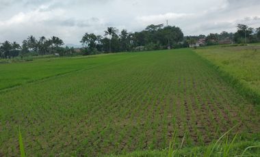 125 Tumbak Sawah Pinggir Jalan Lembur Sawah, Cihampelas Bandung Barat