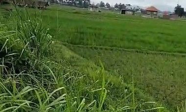 125 Tumbak Sawah Pinggir Jalan Lembur Sawah, Cihampelas Bandung Barat