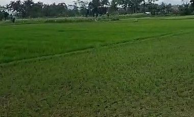 125 Tumbak Sawah Pinggir Jalan Lembur Sawah, Cihampelas Bandung Barat