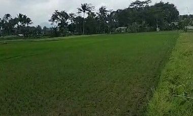 125 Tumbak Sawah Pinggir Jalan Lembur Sawah, Cihampelas Bandung Barat
