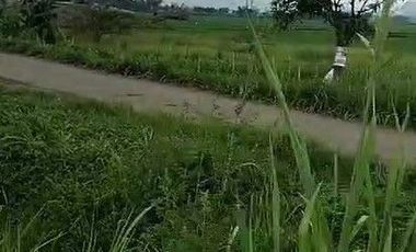 125 Tumbak Sawah Pinggir Jalan Lembur Sawah, Cihampelas Bandung Barat