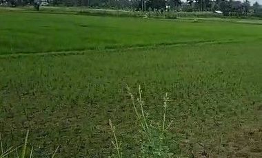 125 Tumbak Sawah Pinggir Jalan Lembur Sawah, Cihampelas Bandung Barat