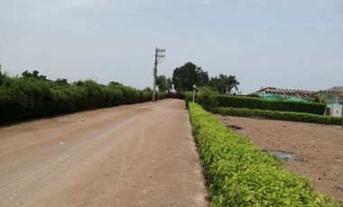 TERRENO DE CAMPO - QUILMANA ( CAÑETE )
