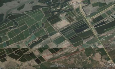Terreno en Tumbes para Langostinera de Aprox 53 has
