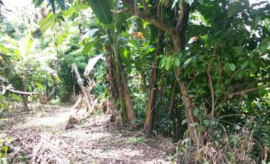 Farm Lot for Sale in Mataas na Kahoy, Batangas | Ref: F23DP