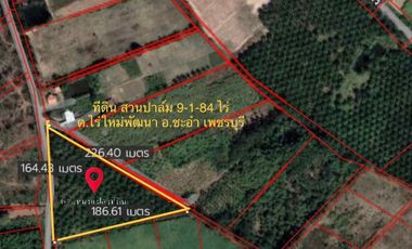 Empty land for sale, palm plantation, not far from Hua Hin. Rai Mai Phatthana Subdistrict, Cha-am District, Phetchaburi