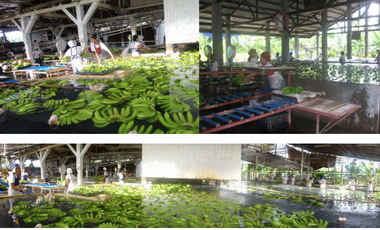 For Sale 258 Hectares Banana Plantation and Quarry Area with Other Facilities in Mabuhay, Davao del Norte